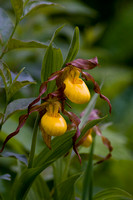 Yellow Lady's Slippers - IMG_1926