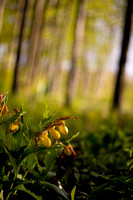 Yellow Lady's Slippers in Sunlit Forest