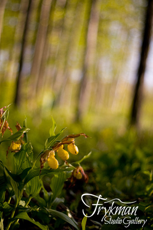 Yellow Lady's Slippers in Sunlit Forest