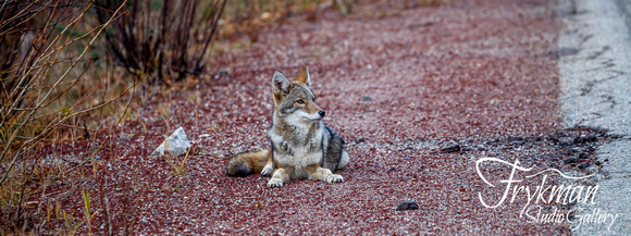 Coyote in Taos, New Mexico