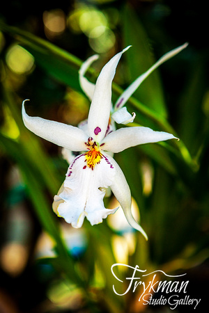 orchid at Botanical Garden, El Valle de Antón, Panama