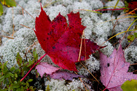 Red Leaf on Caribou Moss