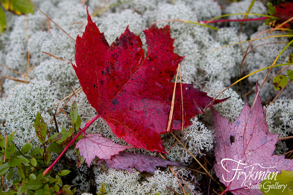 Red Leaf on Caribou Moss