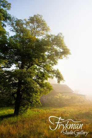 Tree and Barn in Foggy Morning Light
