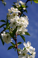 Cherry Blossoms #1