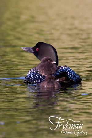 Loon with Babies - Behind
