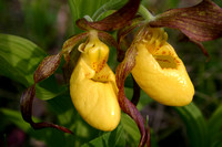 Yellow Lady's Slippers #1