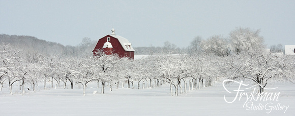 Cottage Row Cherry Trees - Winter Panorama