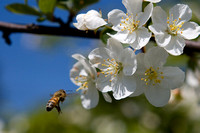 Apple Blossom Honey