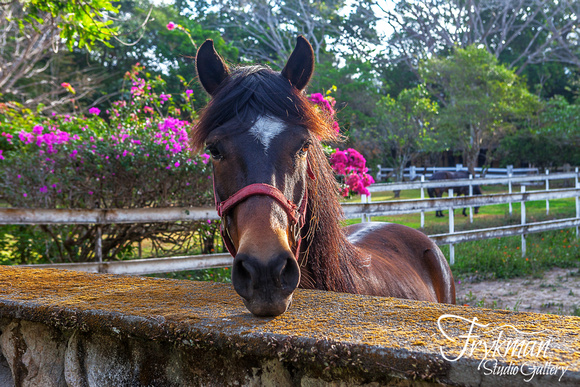 Horse in El Valle de Antón, Coclé province, Panama