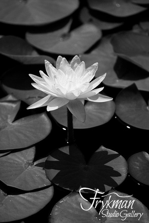 Water Lily - black and white