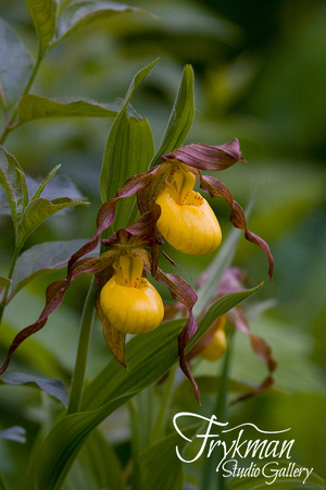 Yellow Lady's Slippers - IMG_1926
