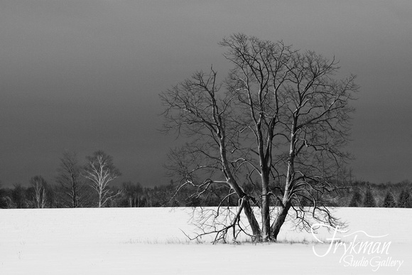 The Black Tree - (Black and White)