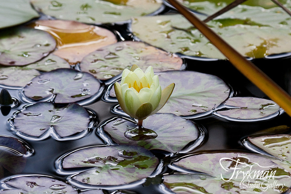 Water Lily after Rainfall - HZ