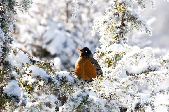 Robin in Winter #1