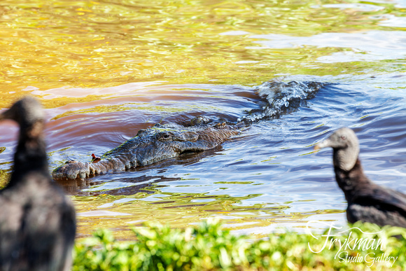 tito the crocodile on Coiba Island National Park, Veraguas province, Panama