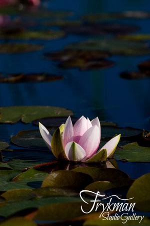 IMG_3800 - Water Lily
