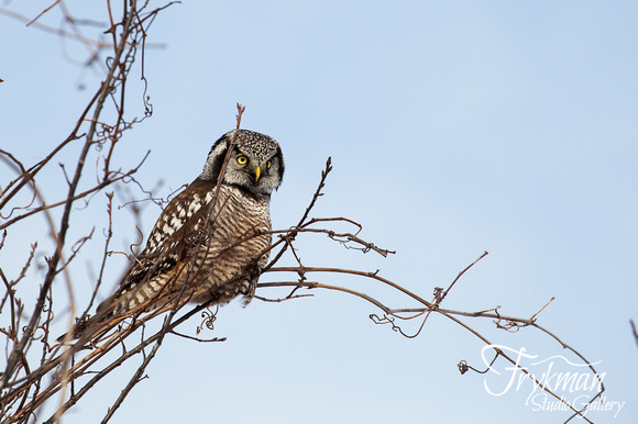 Hawk Owl on 57 & Q