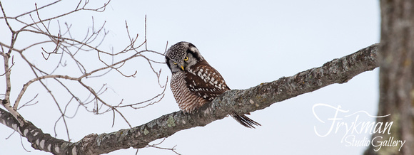 Hawk Owl - Panorama