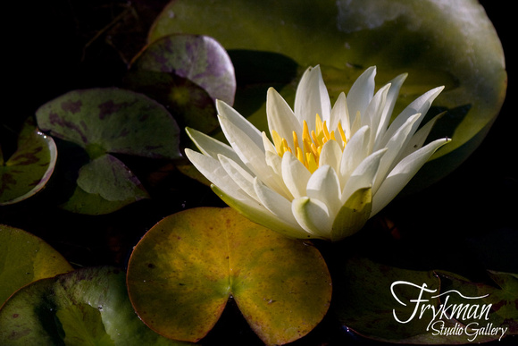 Late Summer Water Lily #1