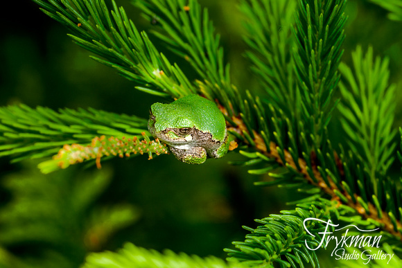 tree frog in door county, wi