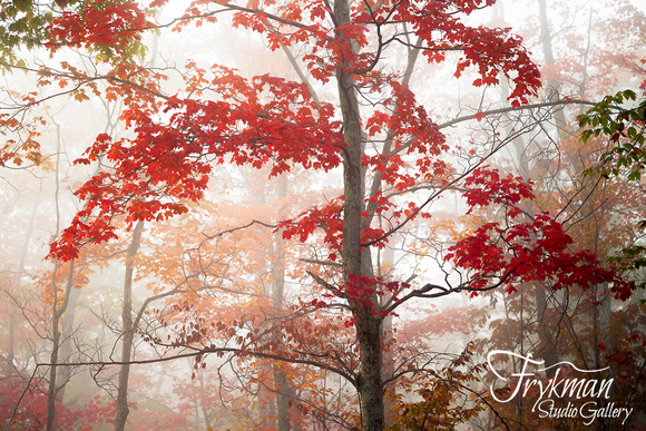 Towering Maple in Fog