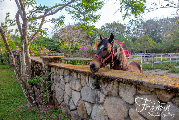 Horse in El Valle de Antón, Coclé province, Panama