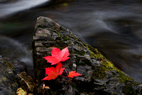 IMG_4135 - Red Leaves