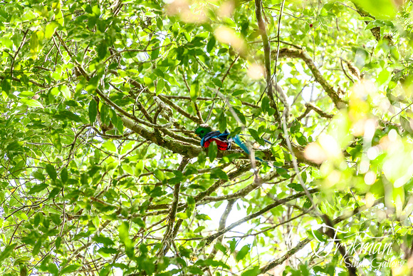 quetzal in Boquete, Chiriquí province, Panama