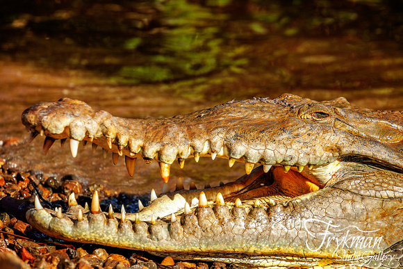 Tito the crocodile on Coiba Island National Park, Veraguas province, Panama