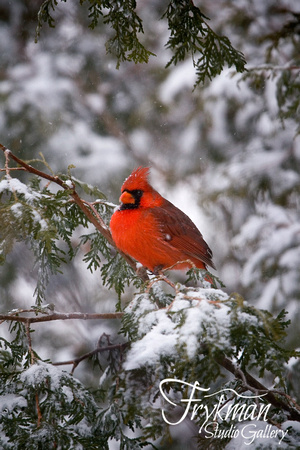 Cardinal on Cedar #3