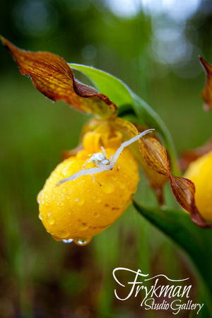 Spider on Yellow Lady's-Slipper