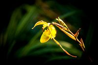 orchid at Botanical Garden, El Valle de Antón, Coclé province, Panama