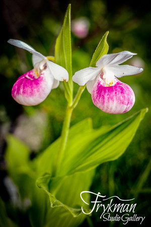 showy lady's slippers in door county, wi