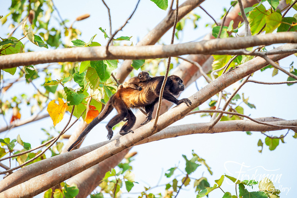 howler monkeys at Playa Venao, Los Santos province, Panama