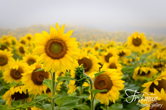 Sunflower Field in Fog #2