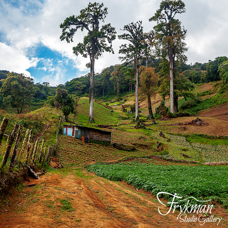 farm land outside of Boquete, Chiriquí province, Panama