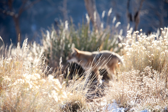coyote in Mesa Verde National Park