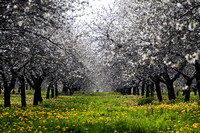 Cherry Orchard in Bloom