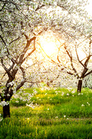 Sunlight through Cherry Trees