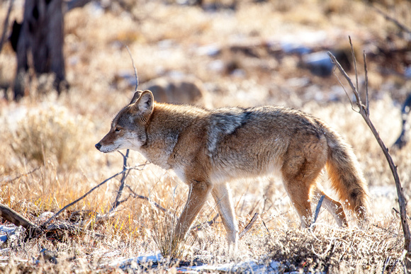 coyote in Mesa Verde National Park