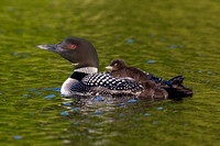 Loon with Babies - IMG_7288