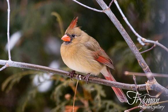 Female Cardinal #1