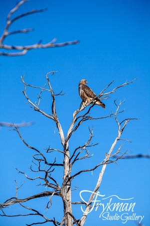 Hawk in Mesa Verde National Park