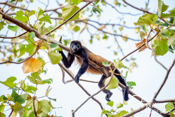 howler monkey at Playa Venao, Los Santos province, Panama
