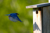 Bluebird Feeding #2