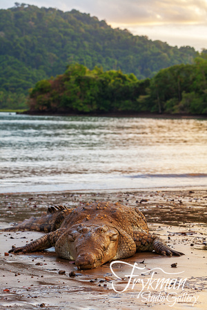 Tito the crocodile on Coiba Island National Park, Veraguas province, Panama