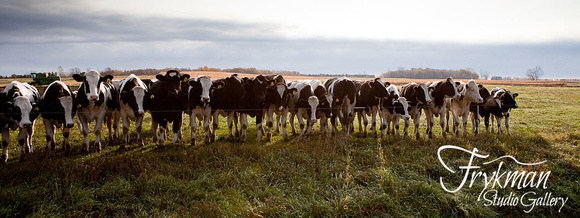 Holstein Line Up - Panorama