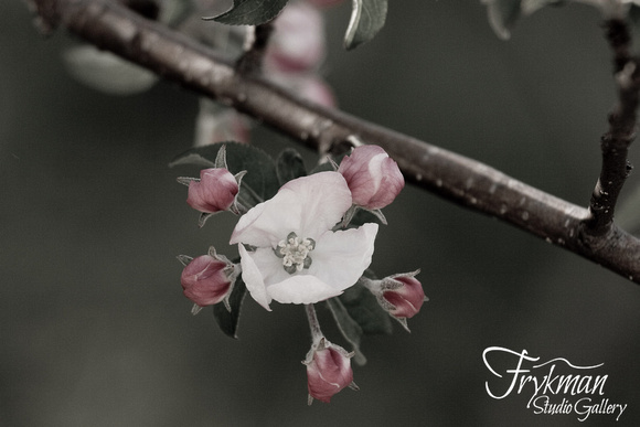 Apple Blossoms - IMG_1315