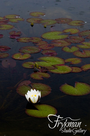 White Water Lily - IMG_2070
